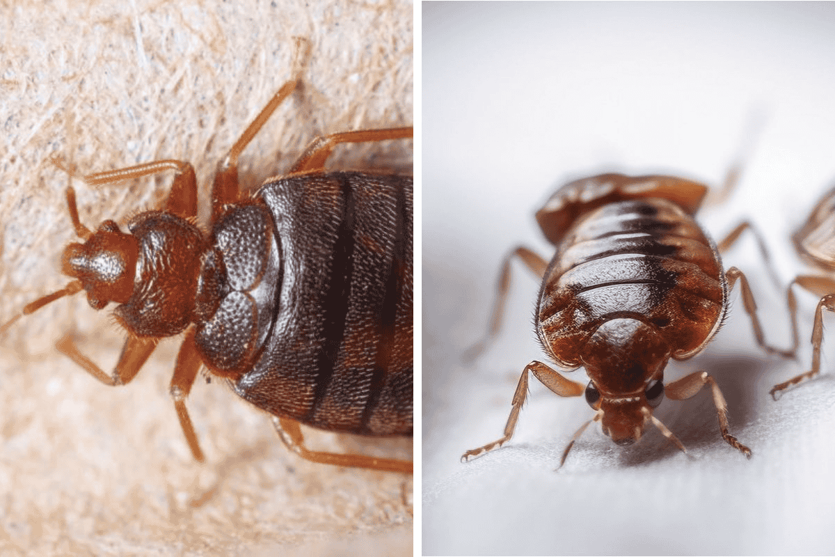 Insect Invasion 5 Alaska Cities Combatting Bed Bug Onslaught