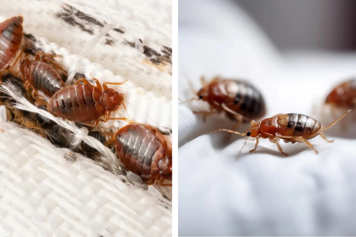 Insect Invasion: 5 Arkansas Cities Combatting Bed Bug Onslaught