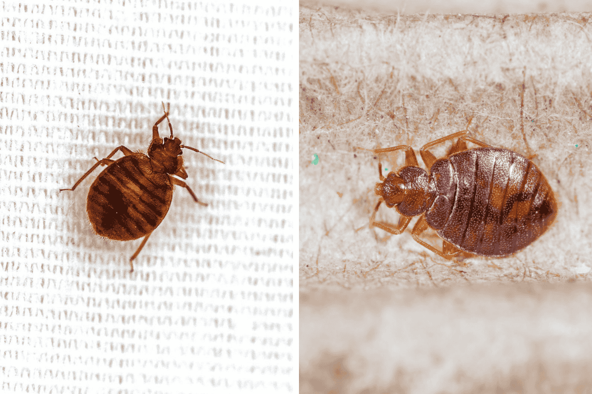 Insect Invasion 5 Iowa Cities Combatting Bed Bug Onslaught