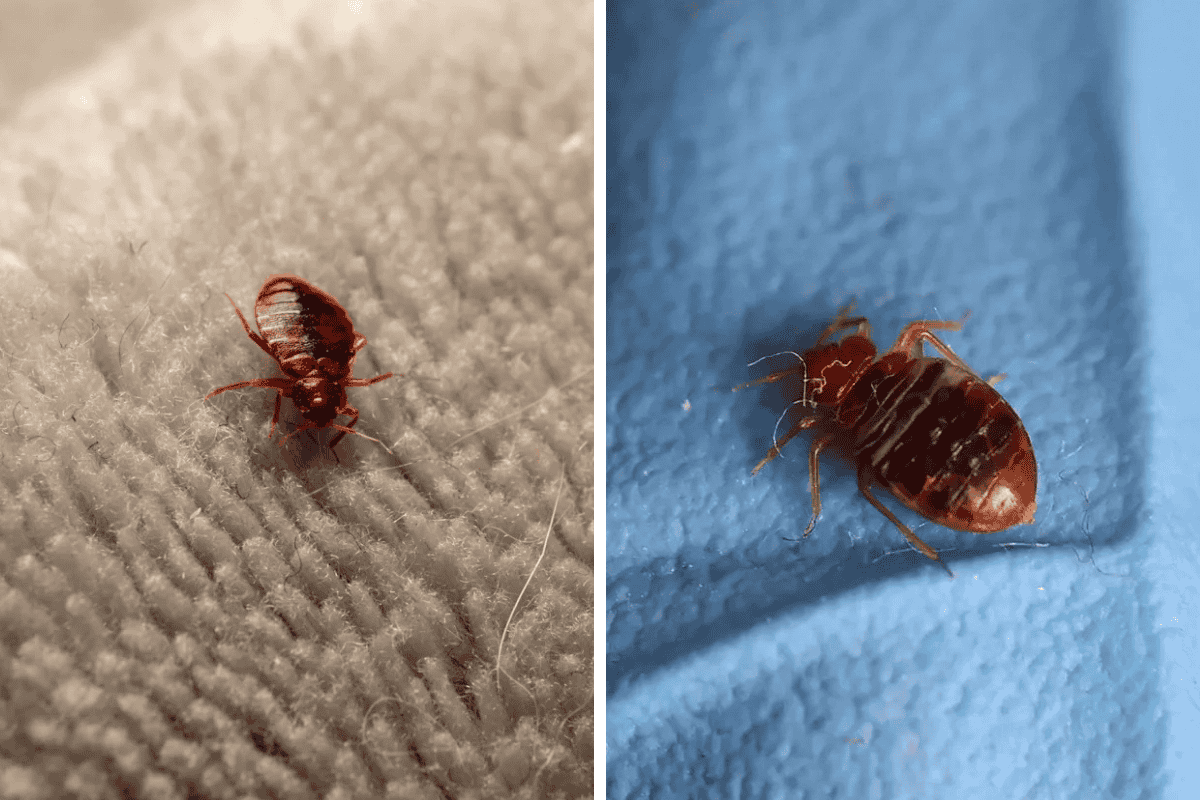 Insect Invasion 5 Mississippi Cities Combatting Bed Bug Onslaught
