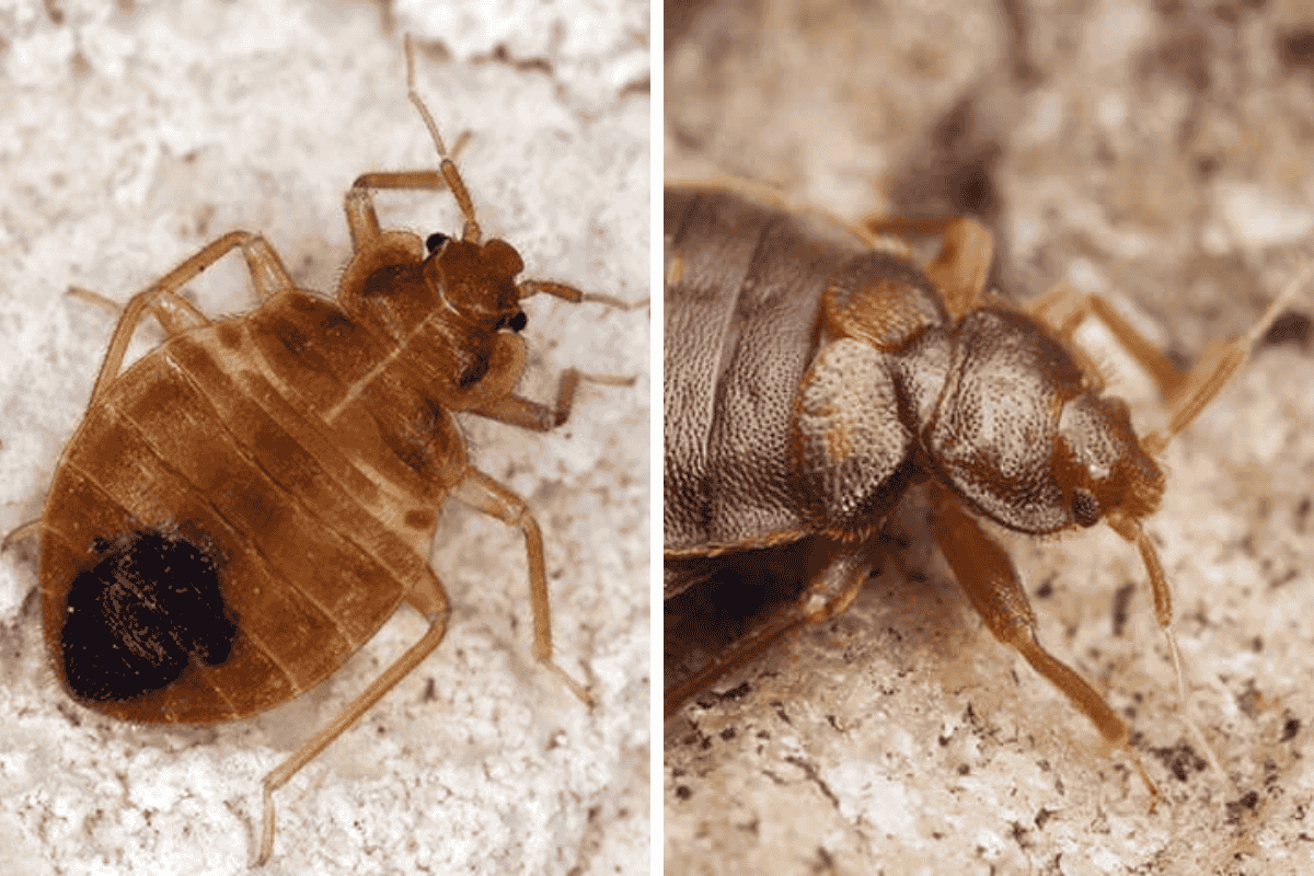 Insect Invasion 5 Nevada Cities Combatting Bed Bug Onslaught