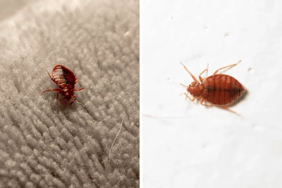 Insect Invasion 5 Rhode Island Cities Combatting Bed Bug Onslaught