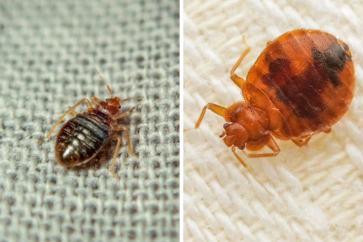 Insect Invasion 5 South DakotaCities Combatting Bed Bug Onslaught