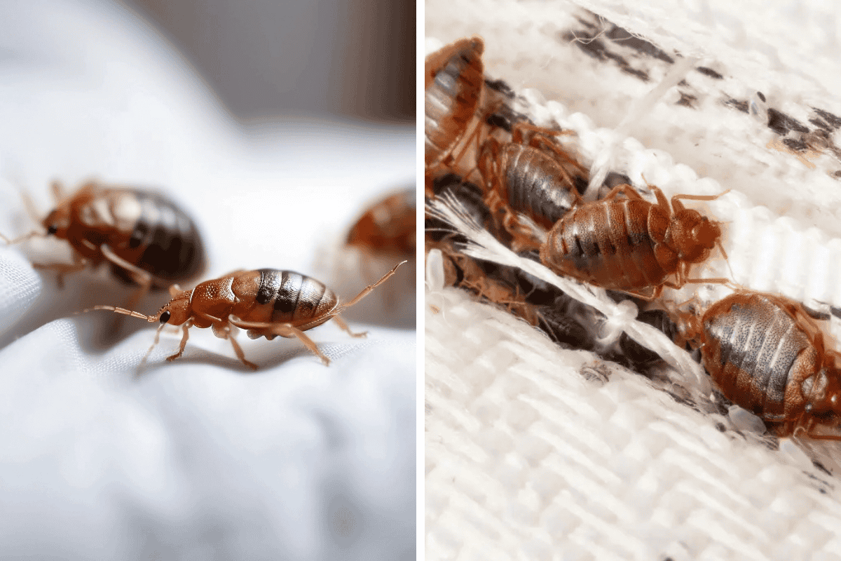 Insect Invasion 5 Vermont Cities Combatting Bed Bug Onslaught