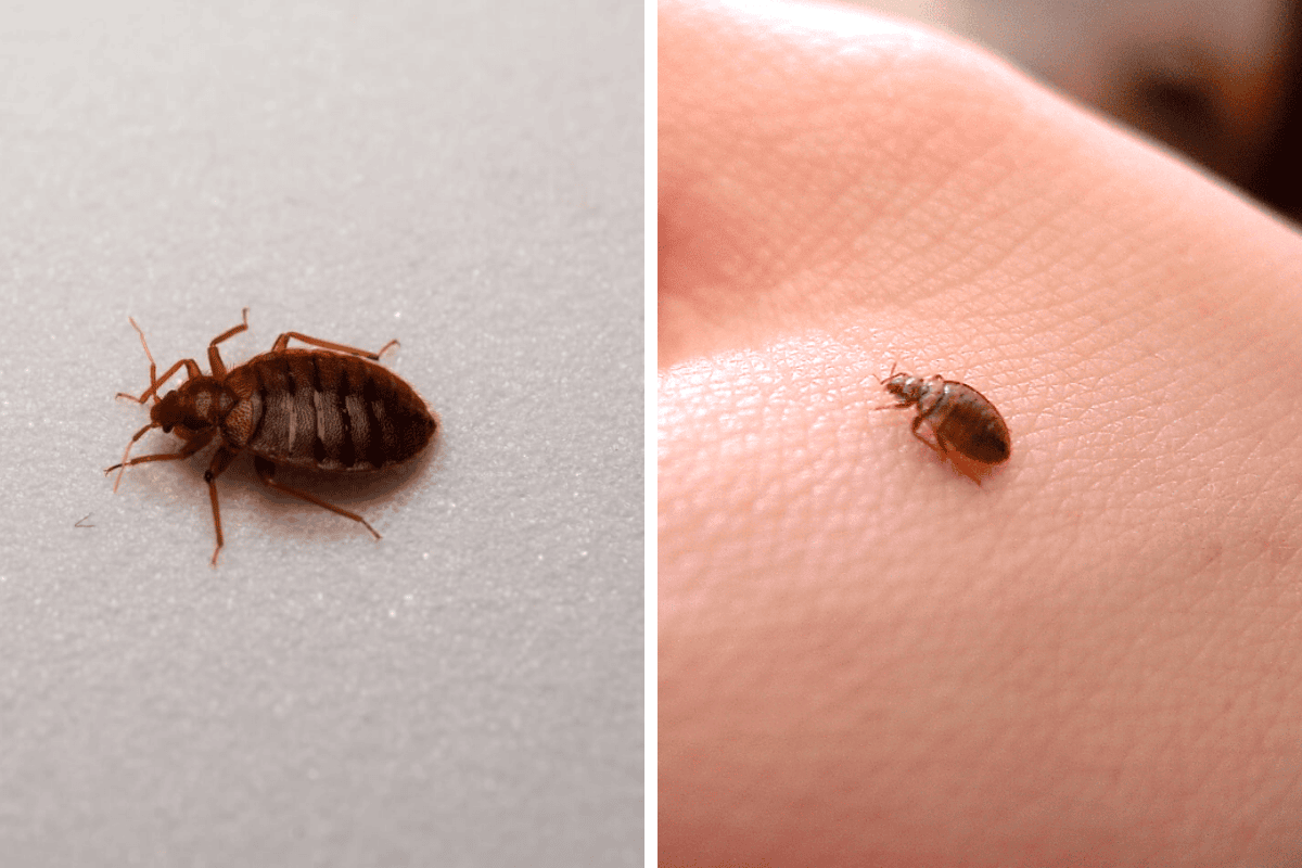 Insect Invasion 5 Wyoming Cities Combatting Bed Bug Onslaught