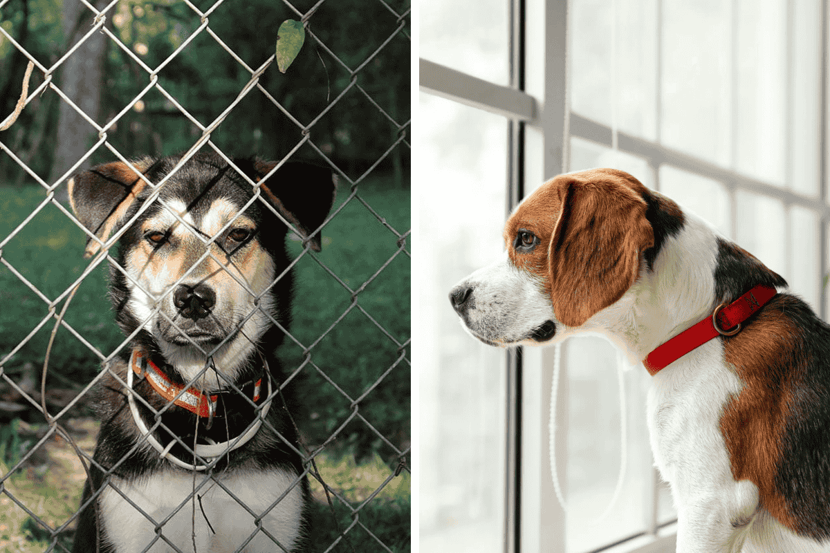 Is It Illegal to Leave Your Pet Chained Outside in Arkansas Here's What the Law Says
