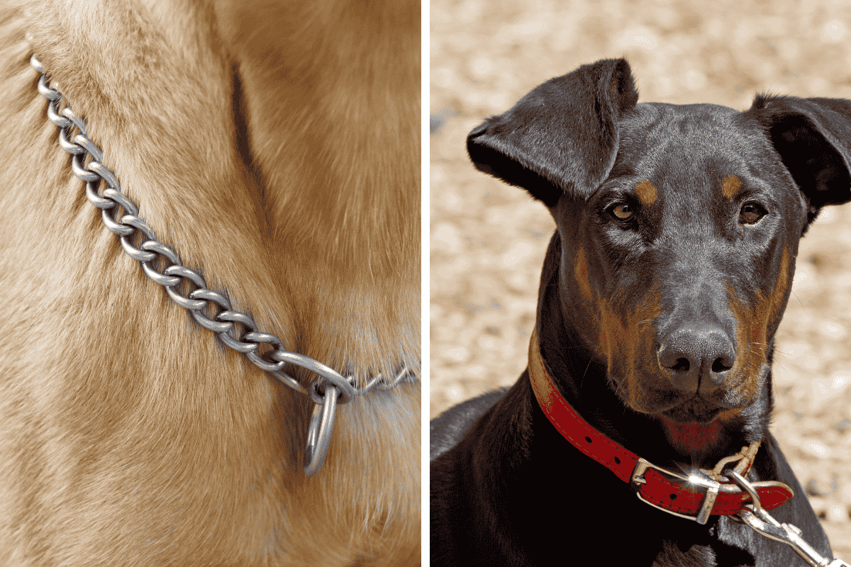 Is It Illegal to Leave Your Pet Chained Outside in Delaware Here's What the Law Says