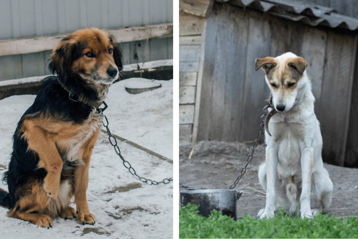 Is It Illegal to Leave Your Pet Chained Outside in Hawaii? Here's What the Law Says