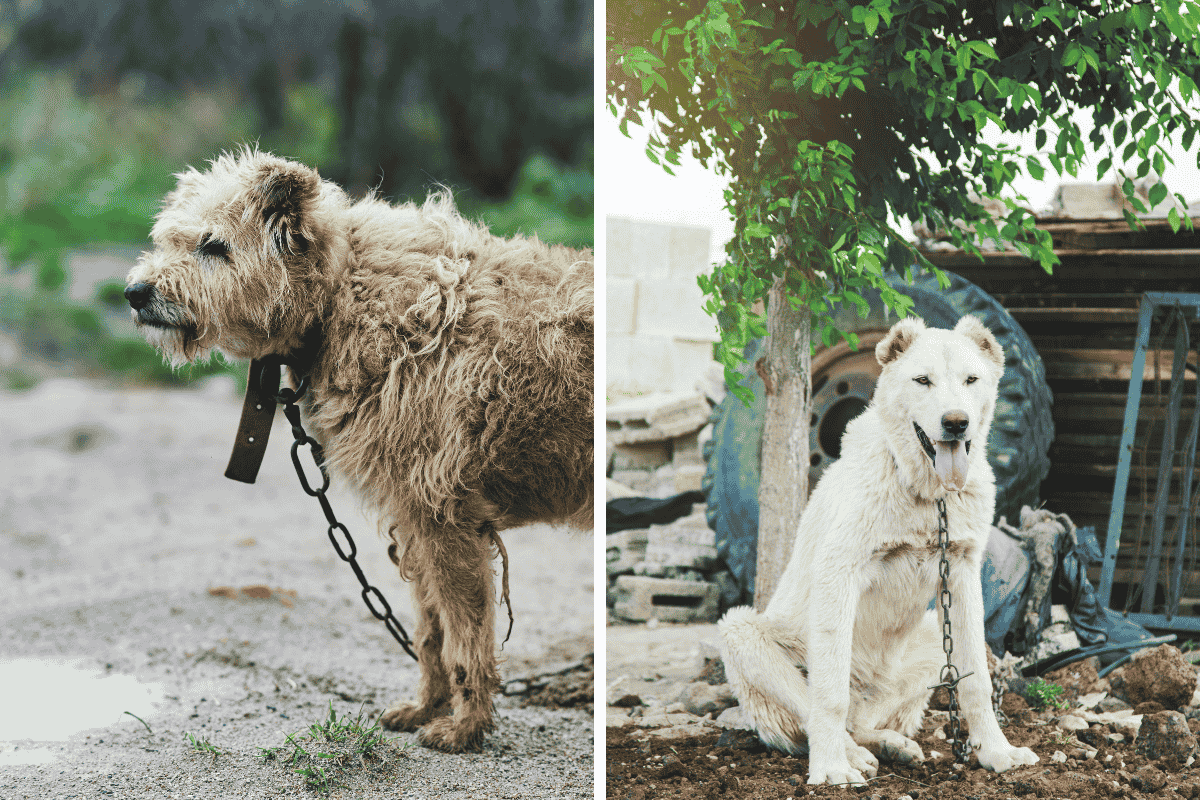 Is It Illegal to Leave Your Pet Chained Outside in Idaho Here's What the Law Says