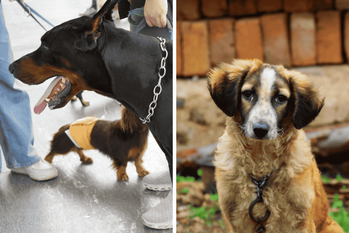 Is It Illegal to Leave Your Pet Chained Outside in Iowa Here's What the Law Says
