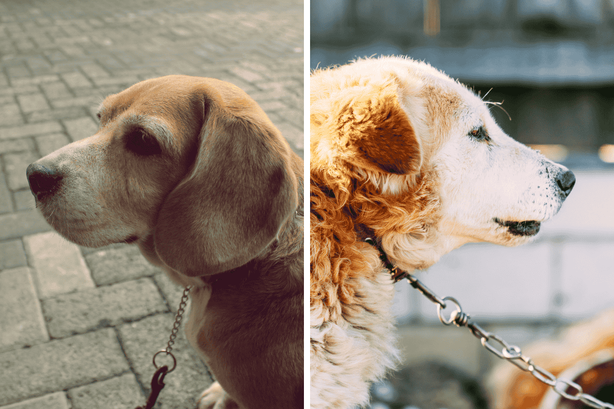 Is It Illegal to Leave Your Pet Chained Outside in Kansas Here's What the Law Says