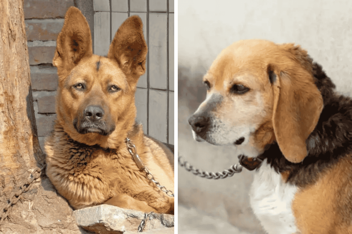 Is It Illegal to Leave Your Pet Chained Outside in Maine Here's What the Law Says