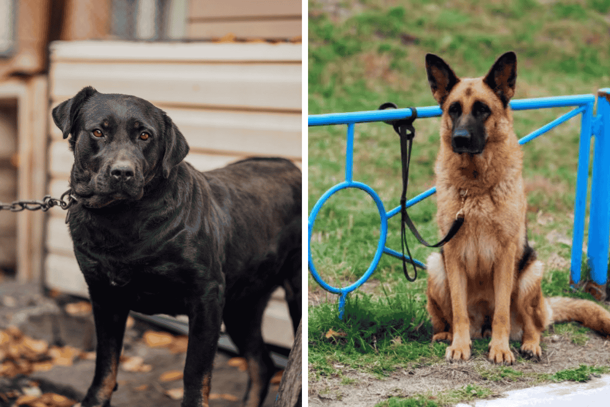 Is It Illegal to Leave Your Pet Chained Outside in Mississippi Here's What the Law Says