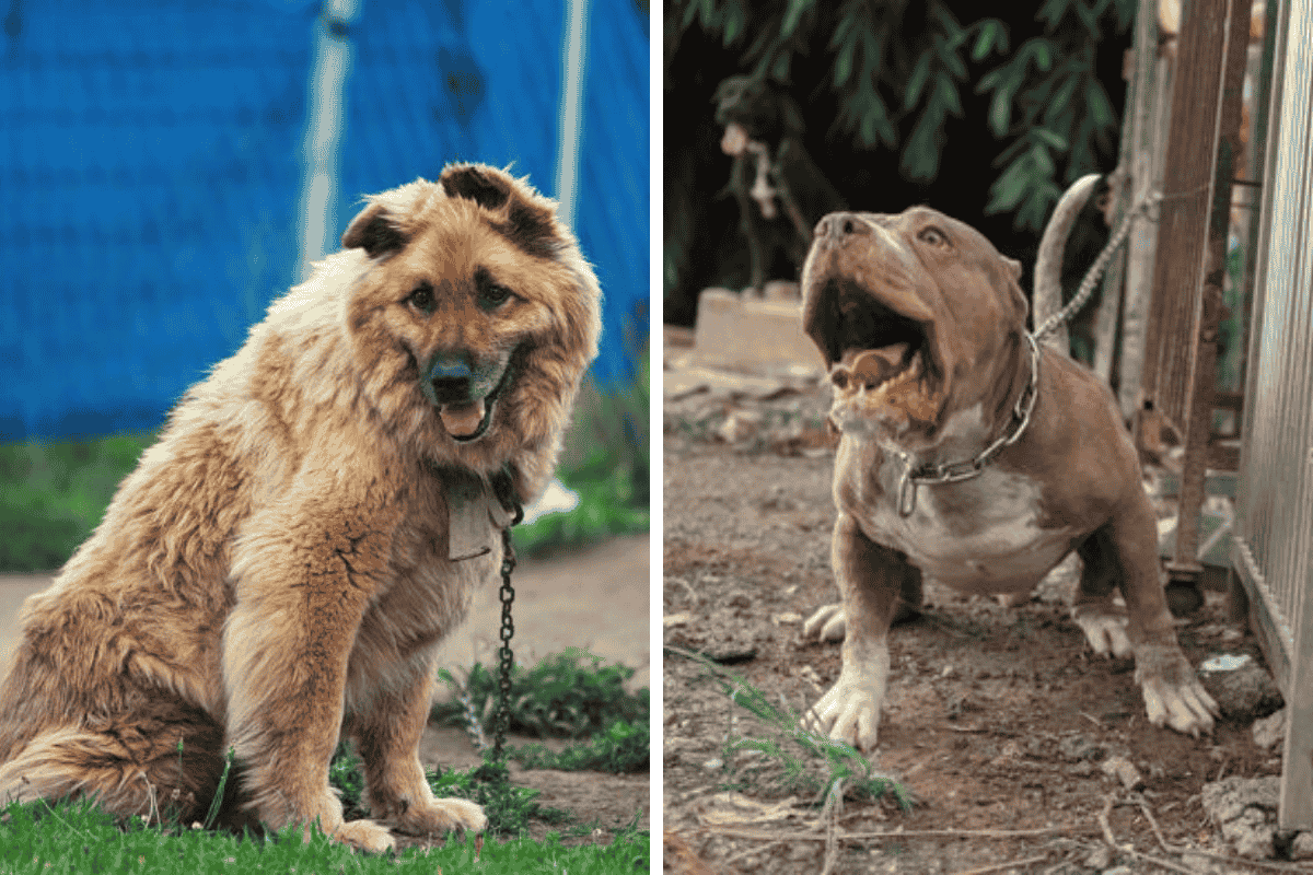 Is It Illegal to Leave Your Pet Chained Outside in Montana Here's What the Law Says