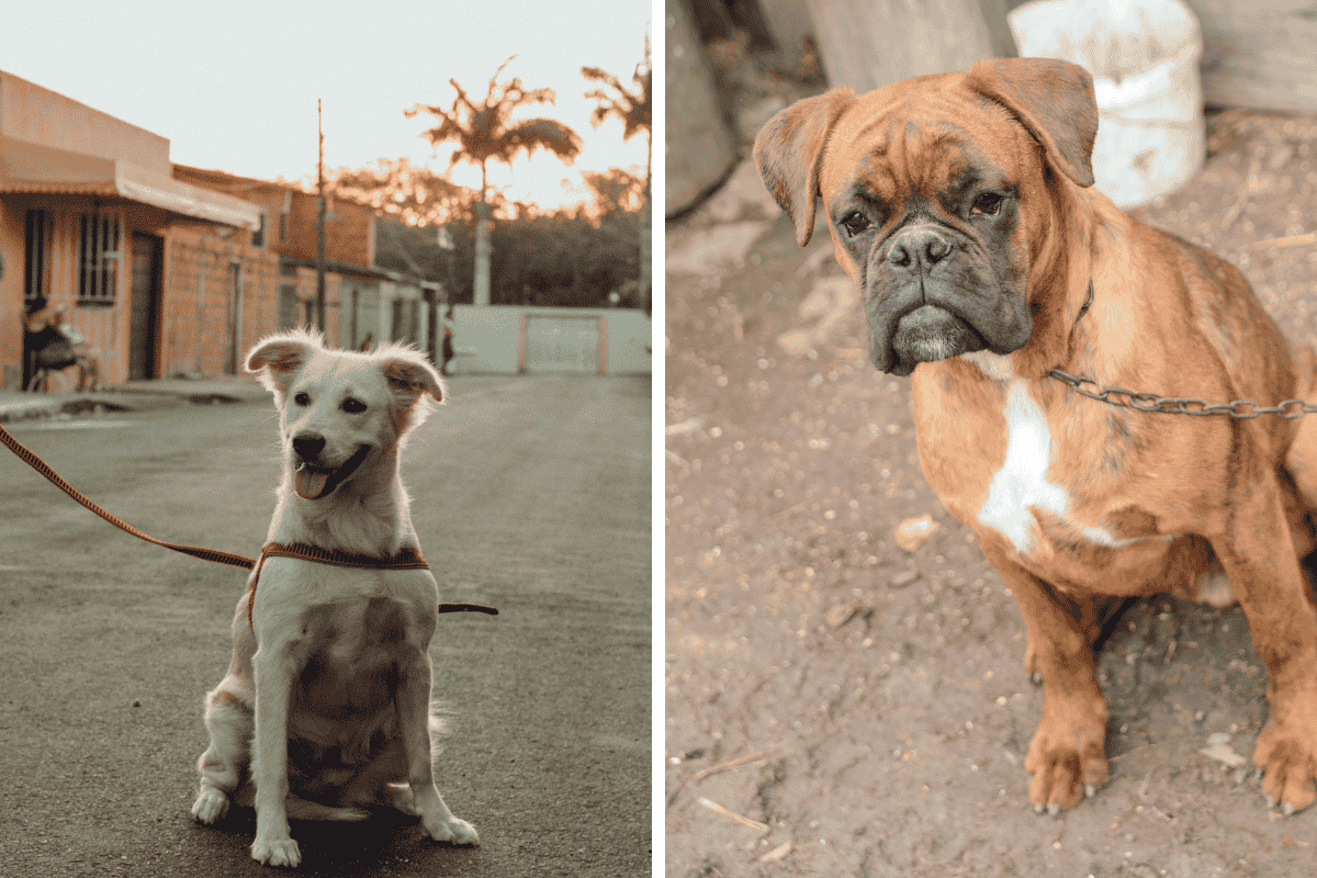 Is It Illegal to Leave Your Pet Chained Outside in Nebraska Here's What the Law Says