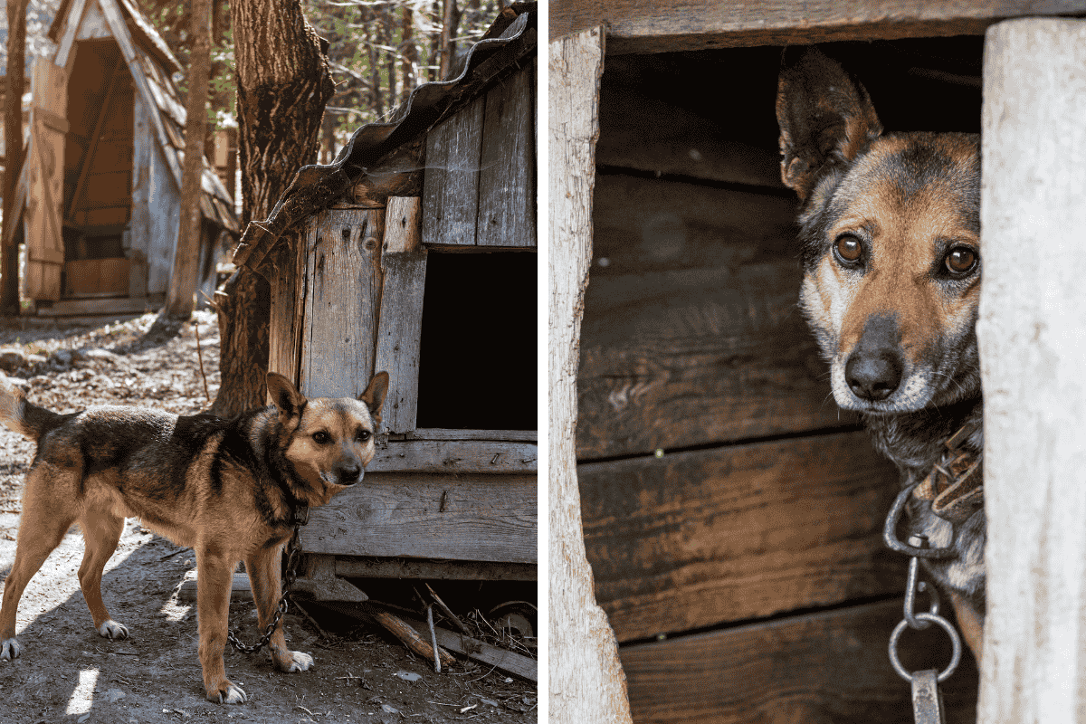 Is It Illegal to Leave Your Pet Chained Outside in Nevada Here's What the Law Says