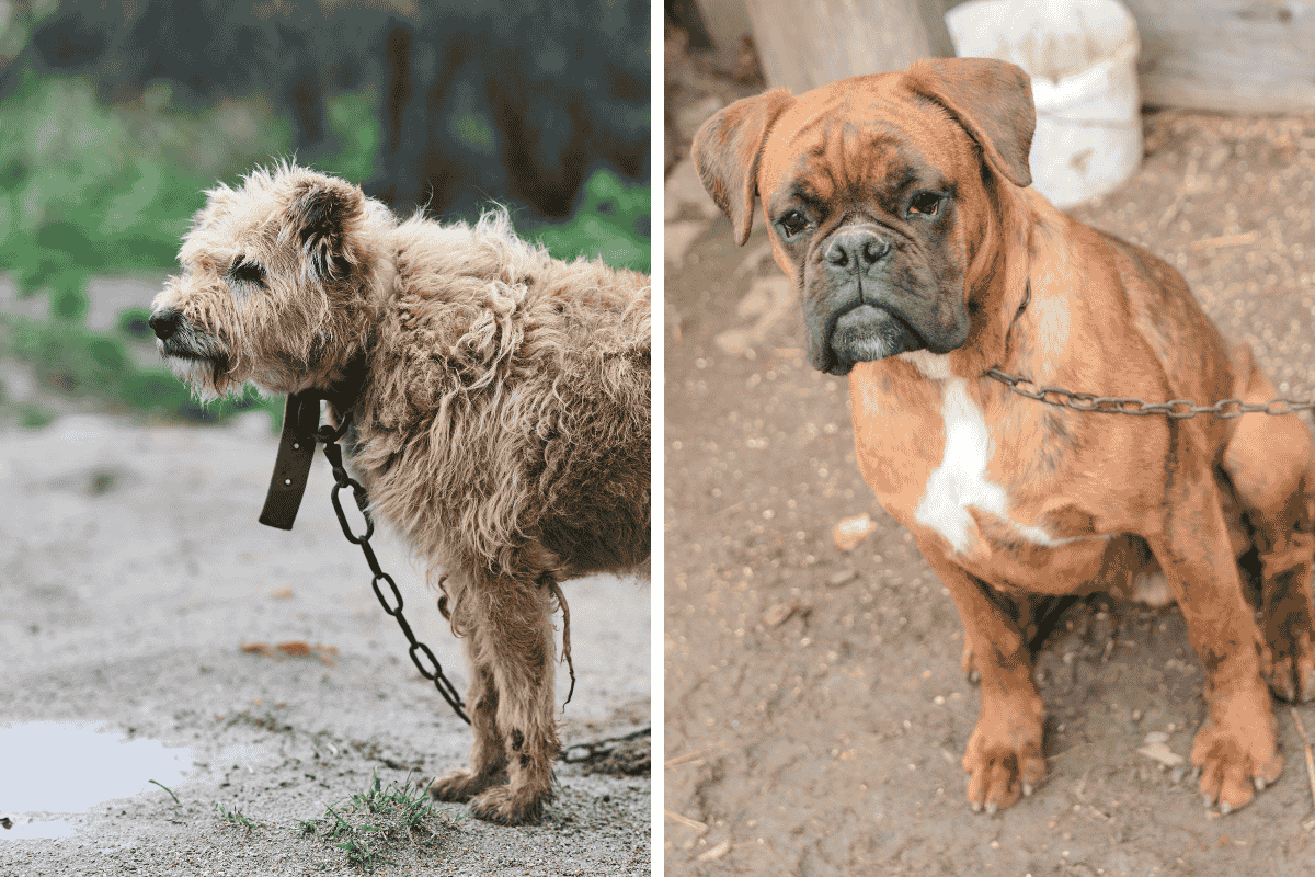 Is It Illegal to Leave Your Pet Chained Outside in New Hampshire Here's What the Law Says
