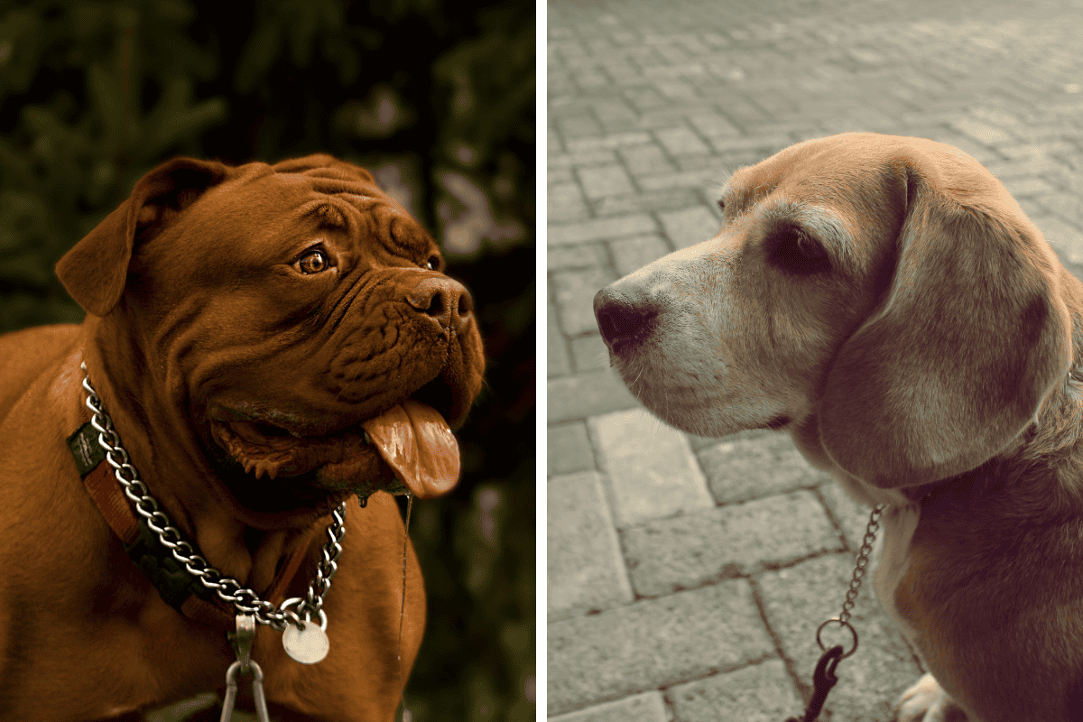 Is It Illegal to Leave Your Pet Chained Outside in New Mexico Here's What the Law Says