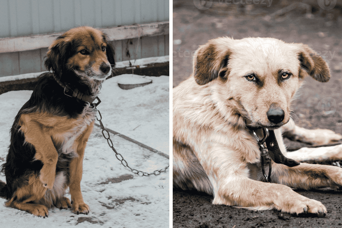 Is It Illegal to Leave Your Pet Chained Outside in Rhode Island Here's What the Law Says