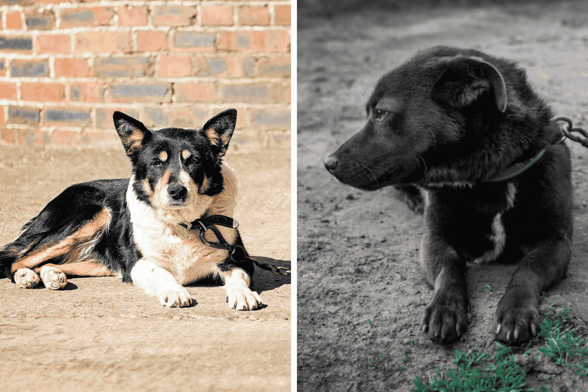 Is It Illegal to Leave Your Pet Chained Outside in West Virginia Here's What the Law Says