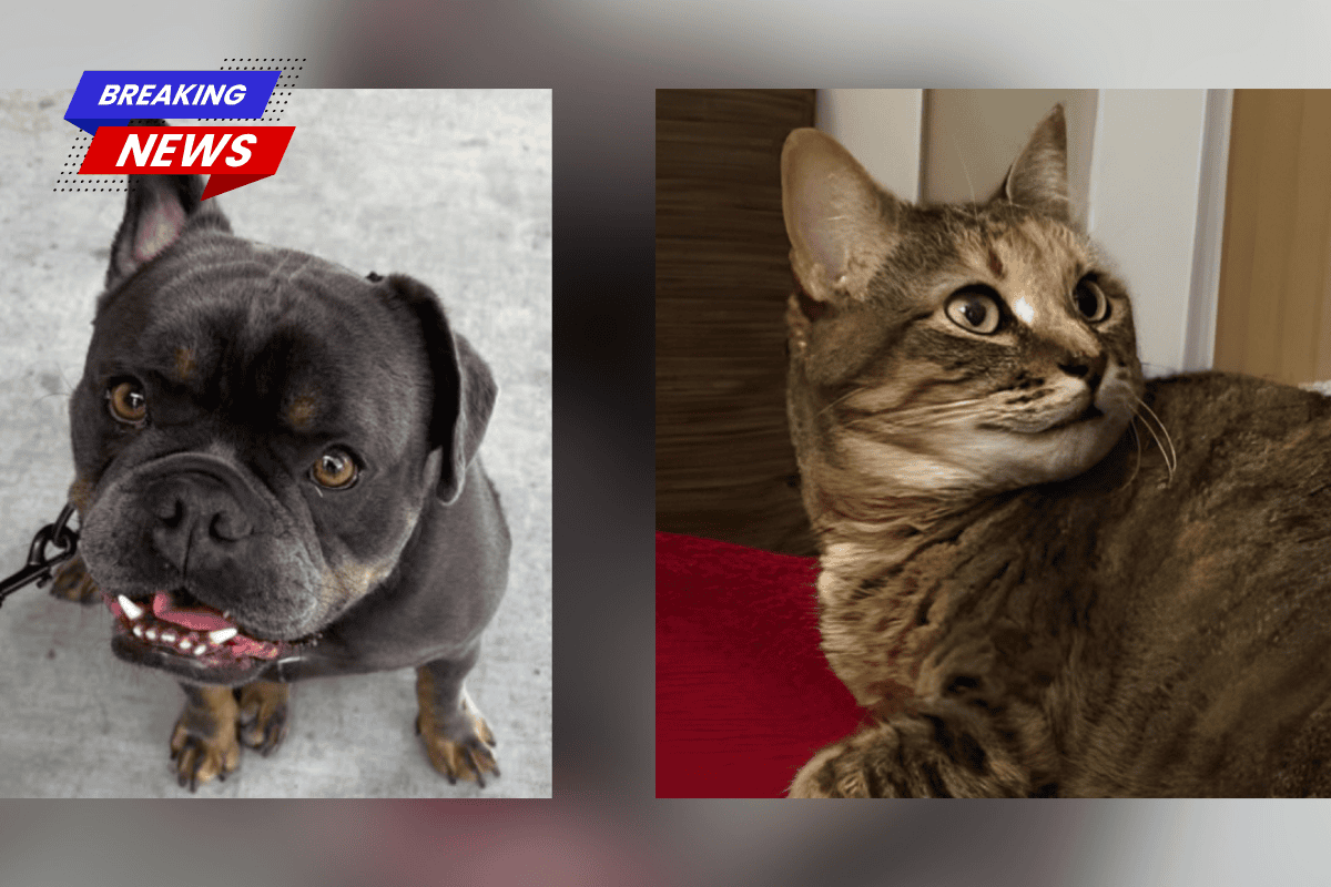 Taylor Swift, a cat, and Travis Kelce, a dog, will get married at Jefferson Parish Library
