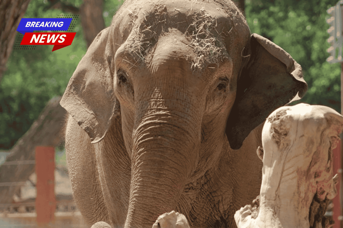 The 52-year-old elephant got back safely after escaping the zoo enclosure