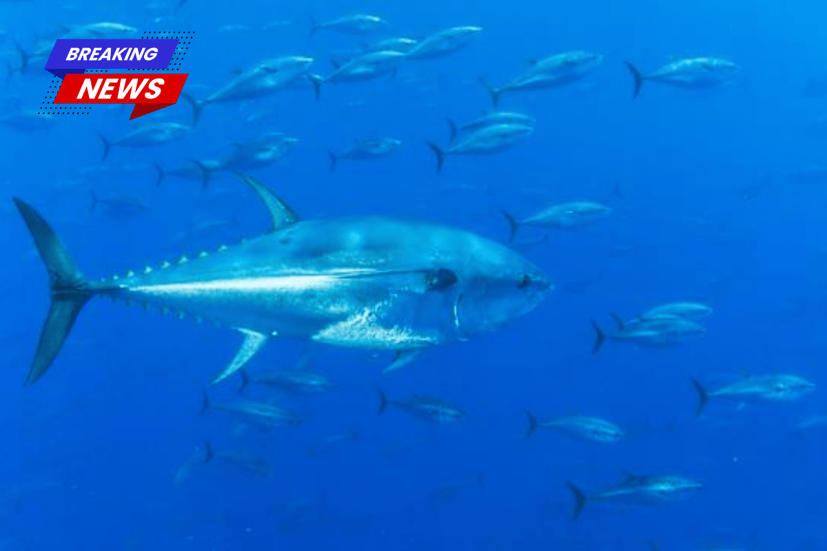 A Duson man faces charges for illegal fishing in the Gulf