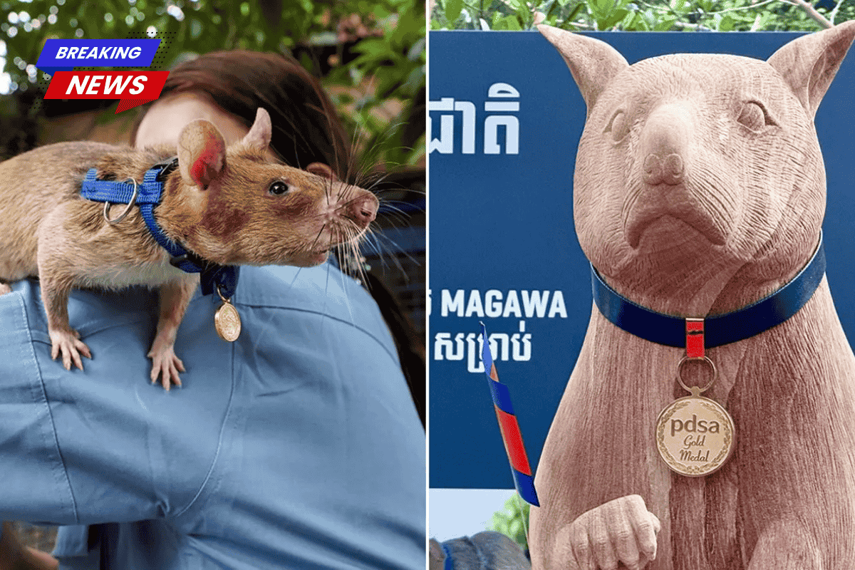 A seven-foot statue was presented to celebrate Magawa, an award-winning rat who discovered over 100 landmines in Cambodia