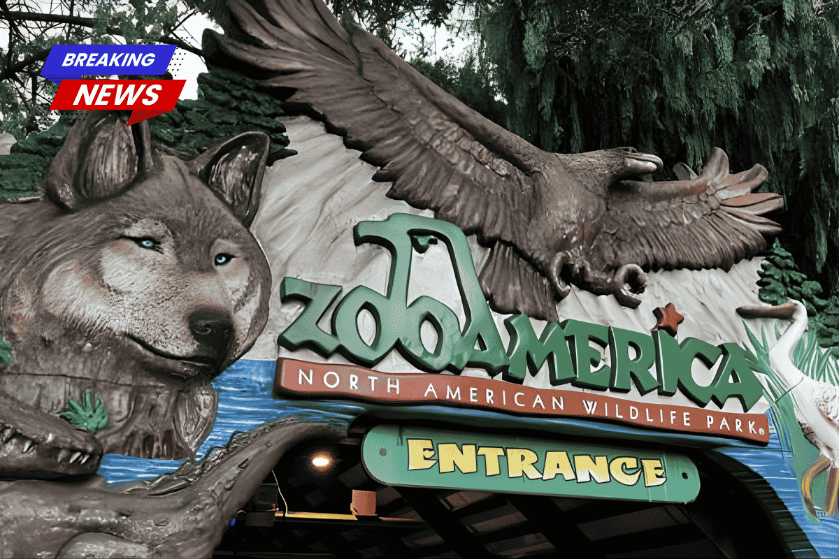 A toddler was injured after sticking his hand into the wolf habitat at ZooAmerica