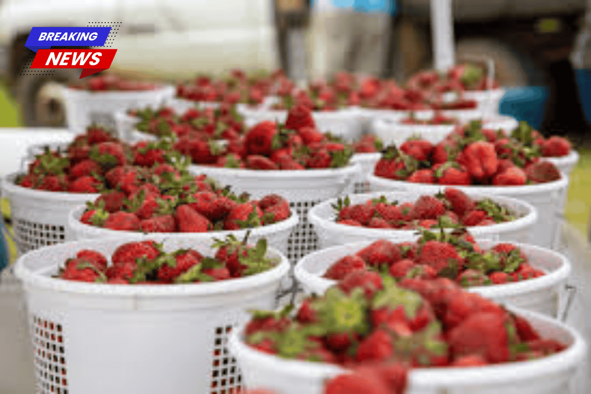 A traffic caution has been issued ahead of the Ponchatoula Strawberry Festival, as 300,000 guests are expected