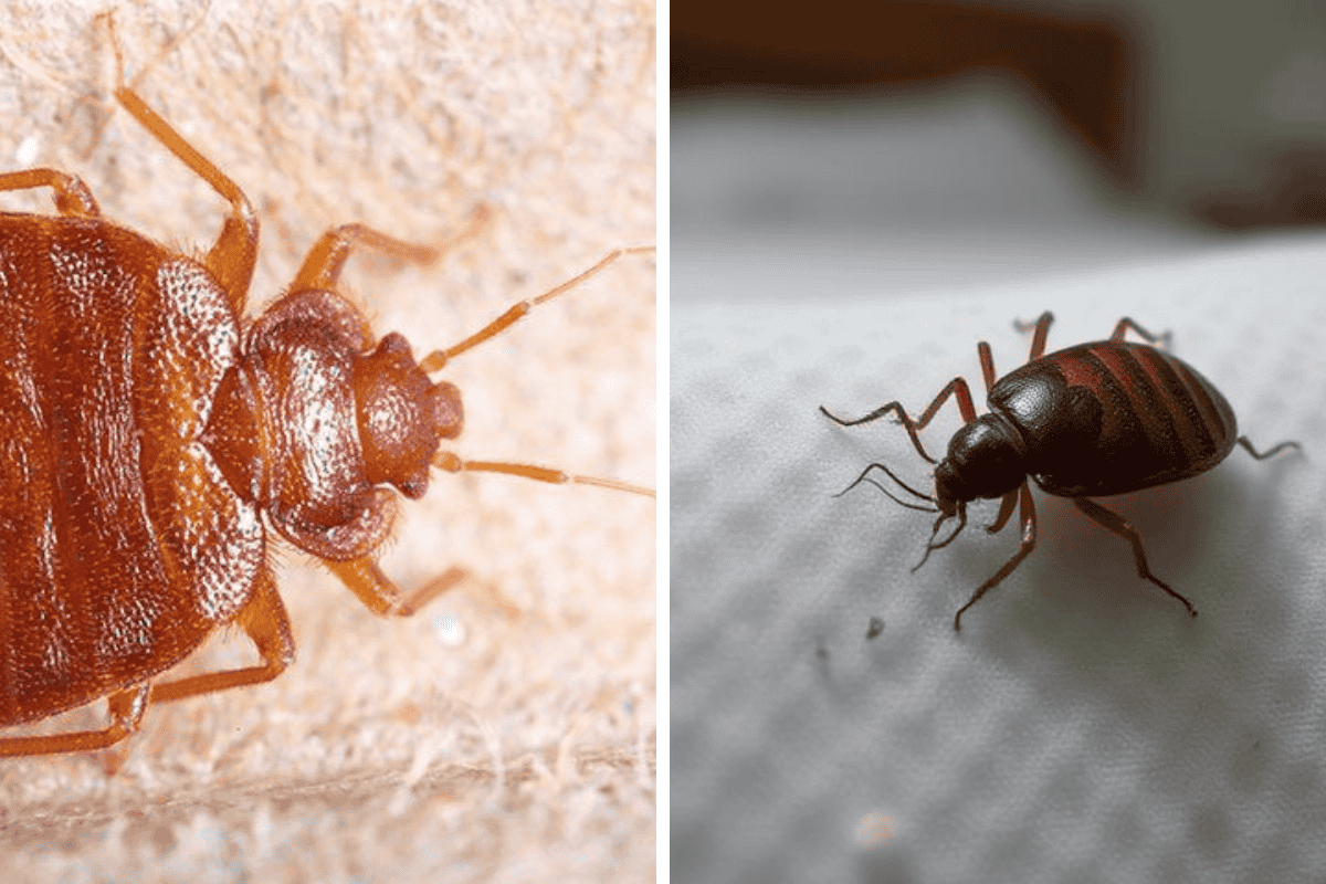 Insect Invasion 5 Alabama Cities Combatting Bed Bug Onslaught