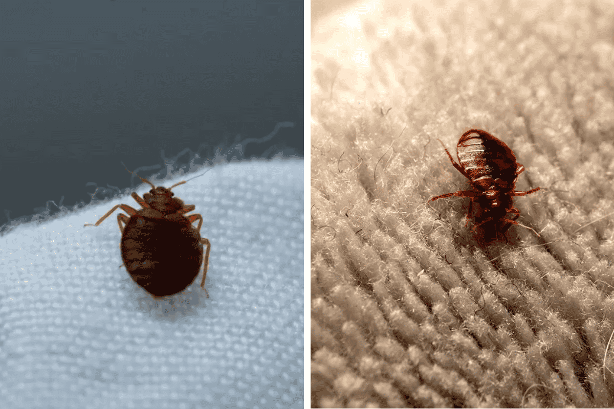 Insect Invasion 5 California Cities Combatting Bed Bug Onslaught