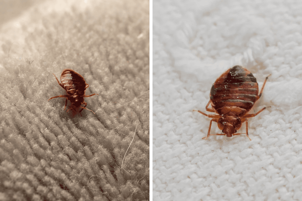 Insect Invasion 5 Connecticut Cities Combatting Bed Bug Onslaught