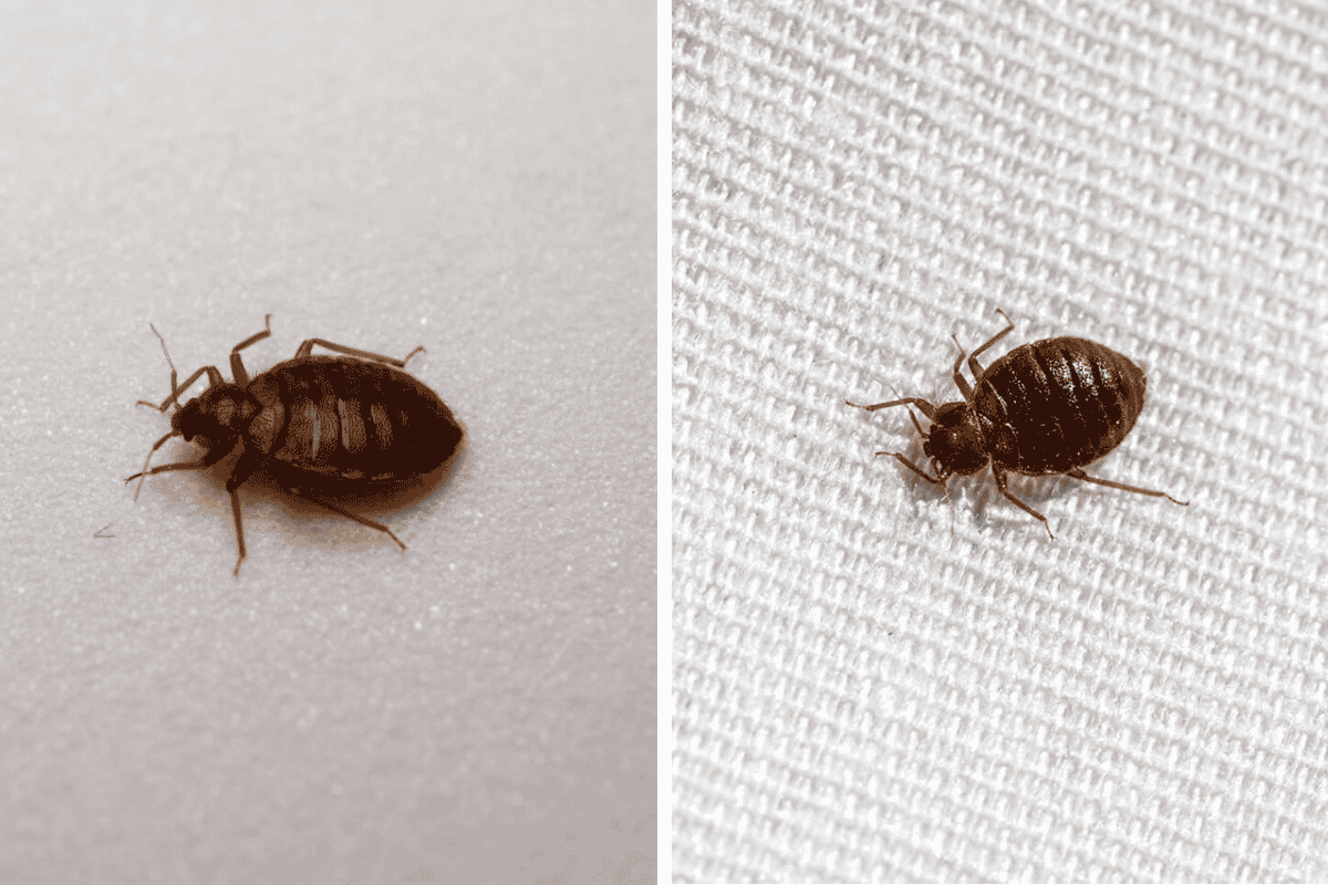 Insect Invasion 5 Florida Cities Combatting Bed Bug Onslaught