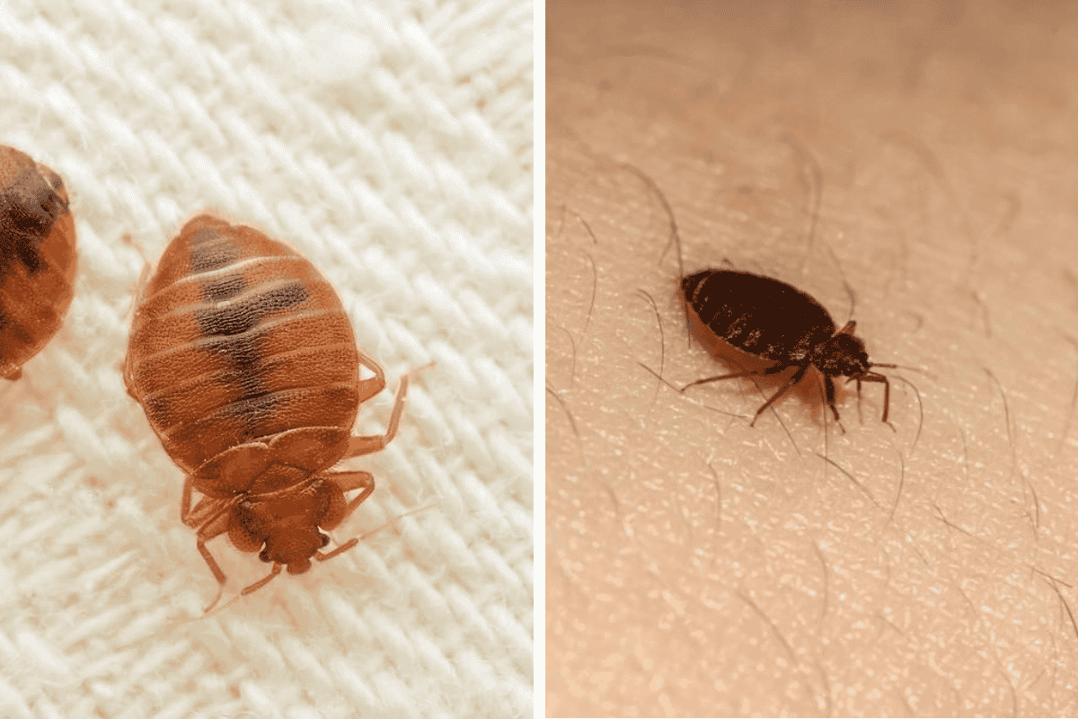 Insect Invasion 5 Georgia Cities Combatting Bed Bug Onslaught