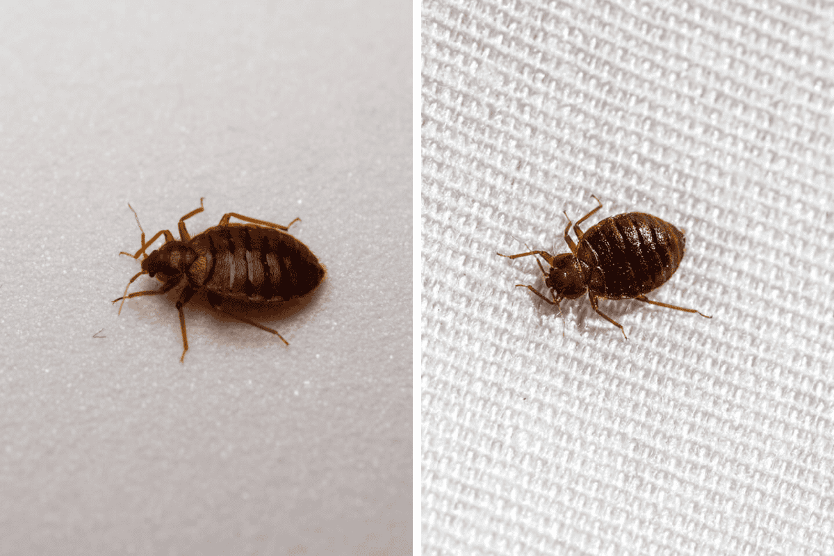 Insect Invasion 5 Hawaii Cities Combatting Bed Bug Onslaught