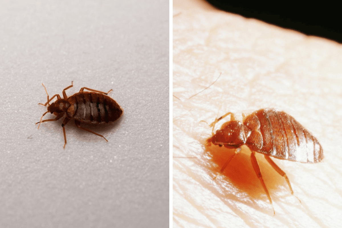 Insect Invasion 5 Idaho Cities Combatting Bed Bug Onslaught