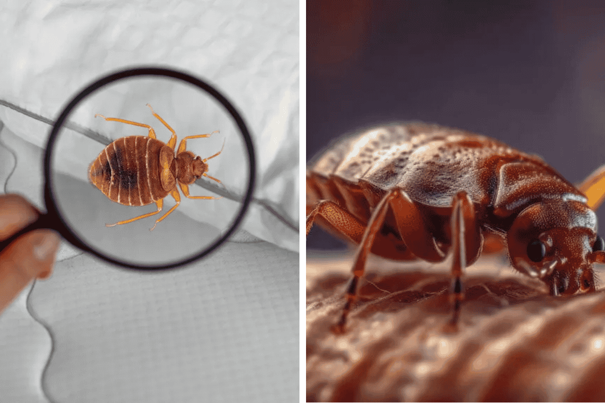 Insect Invasion 5 Illinois Cities Combatting Bed Bug Onslaught