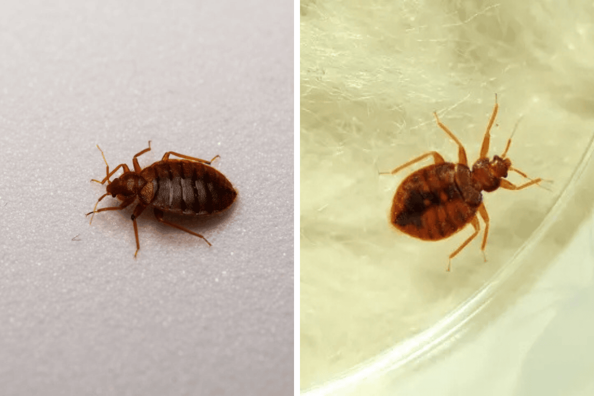 Insect Invasion 5 Louisiana Cities Combatting Bed Bug Onslaught