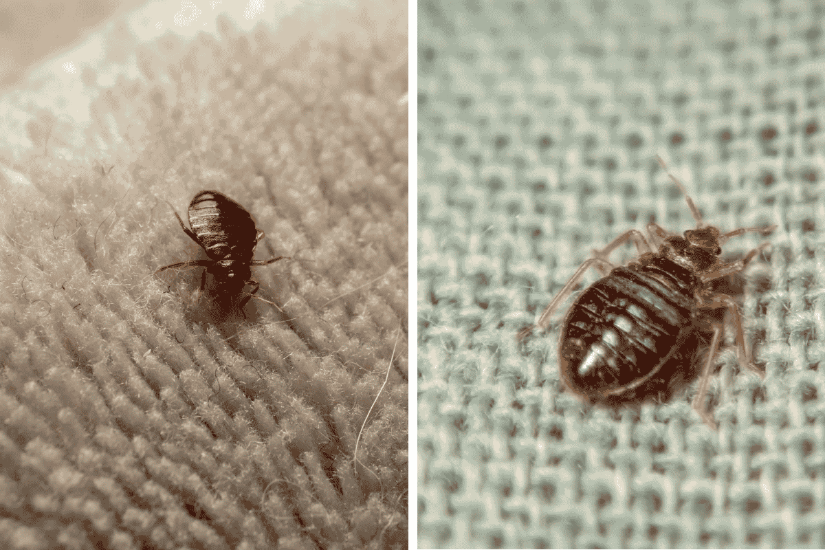 Insect Invasion 5 Maryland Cities Combatting Bed Bug Onslaught