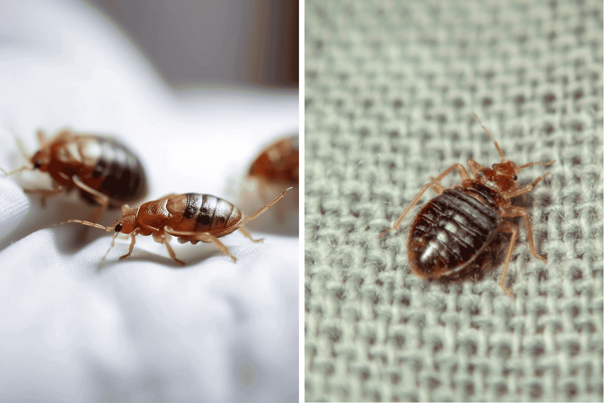 Insect Invasion 5 Nebraska Cities Combatting Bed Bug Onslaught