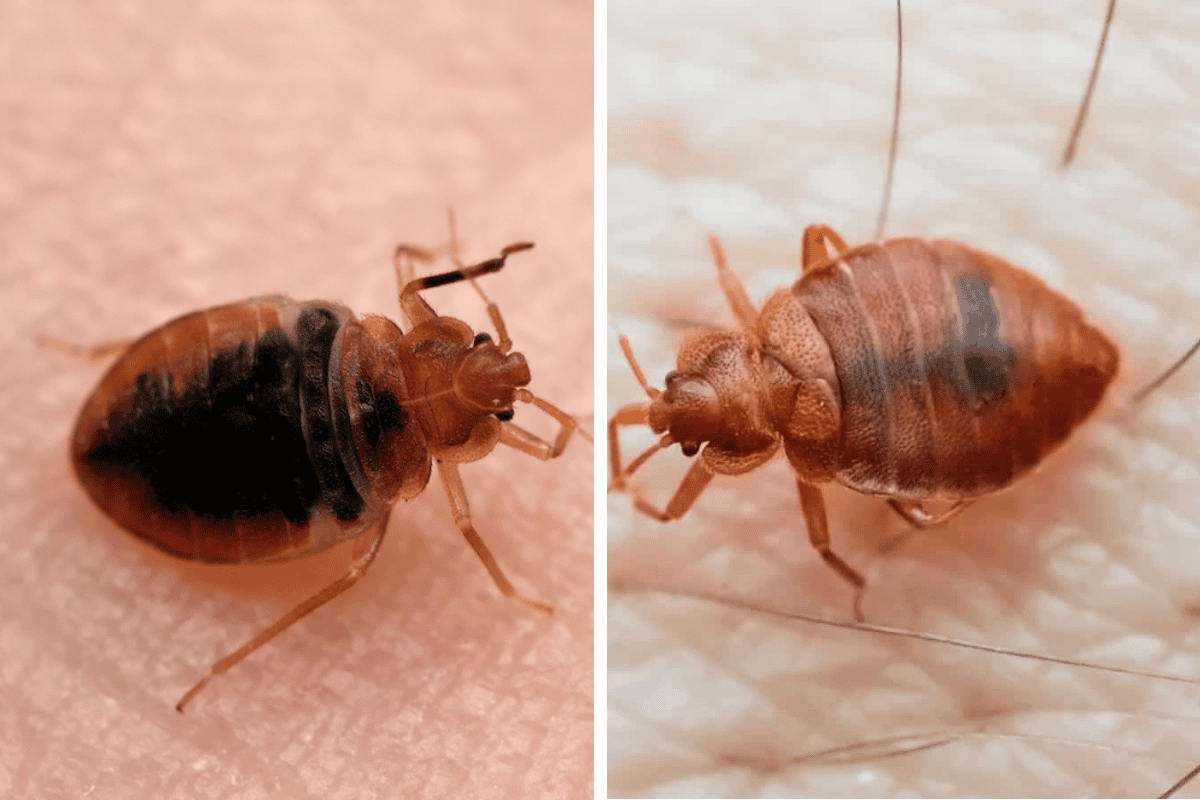 Insect Invasion 5 Oklahoma Cities Combatting Bed Bug Onslaught