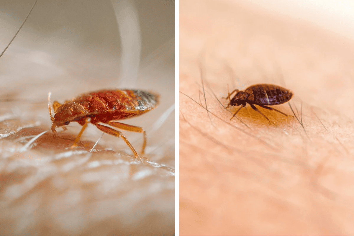 Insect Invasion 5 Oregon Cities Combatting Bed Bug Onslaught