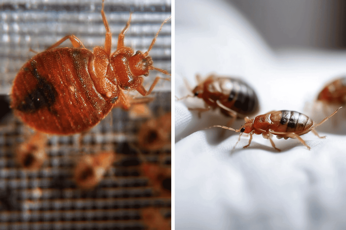 Insect Invasion 5 Utah Cities Combatting Bed Bug Onslaught