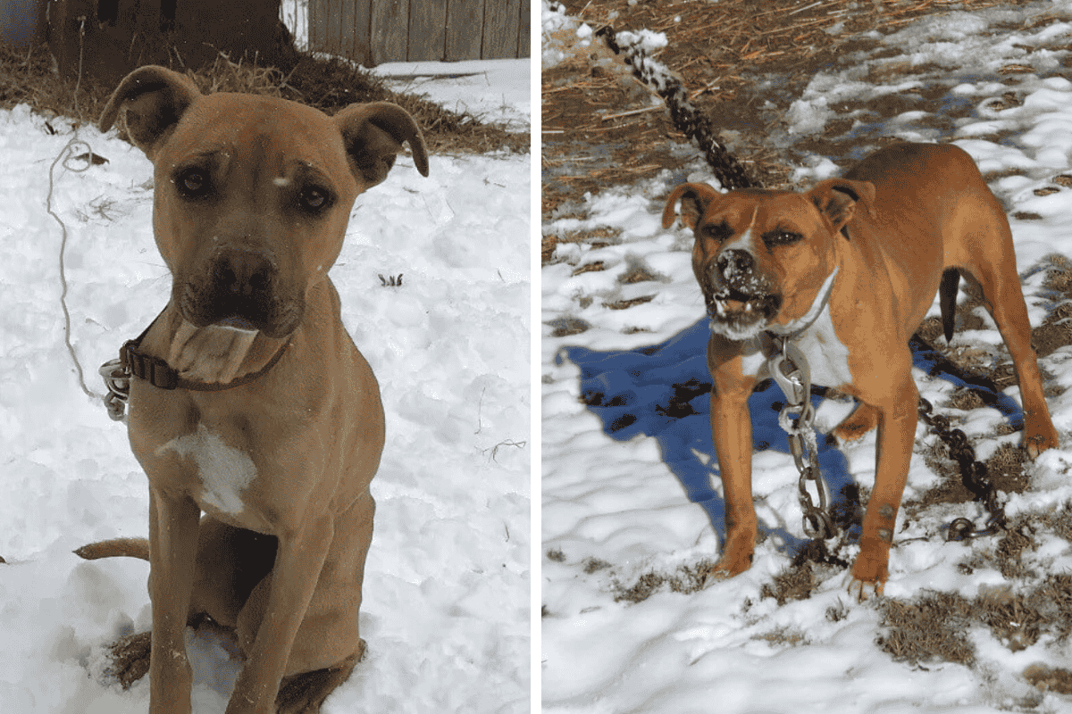 Is It Illegal to Leave Your Pet Chained Outside in Alabama Here's What the Law Says
