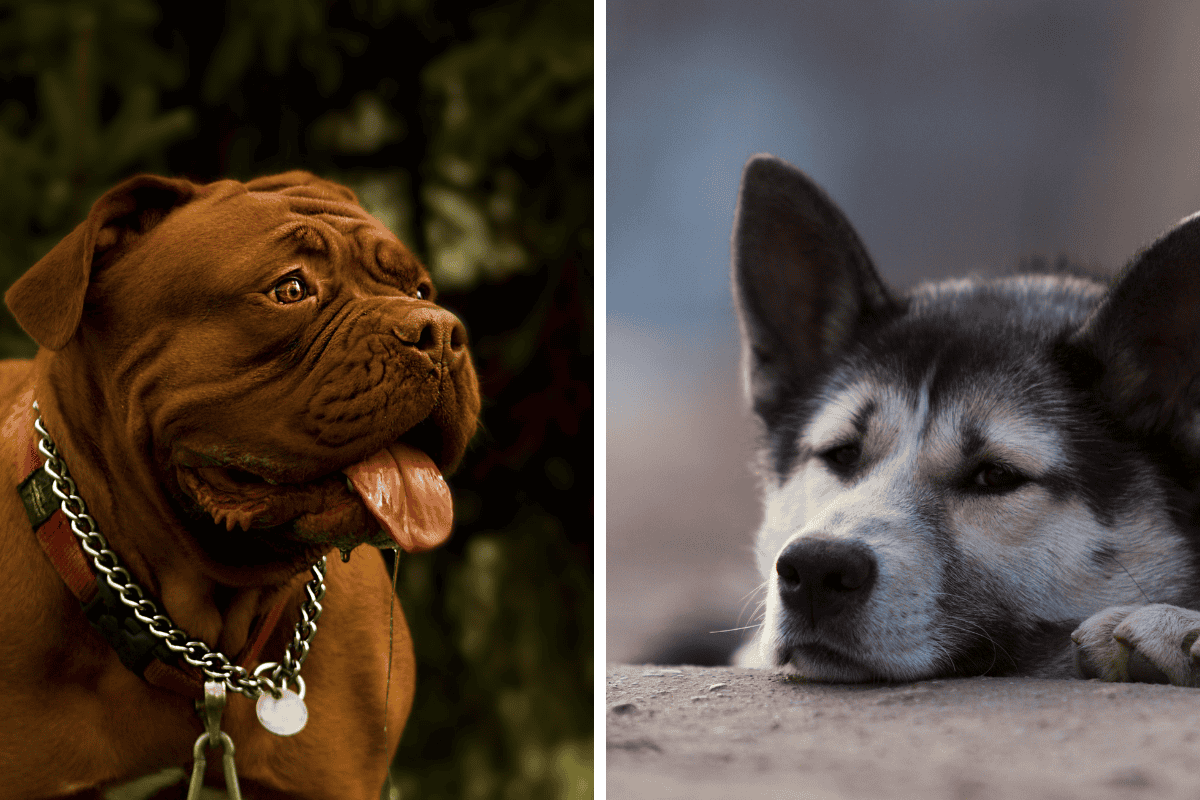 Is It Illegal to Leave Your Pet Chained Outside in Colorado Here's What the Law Says