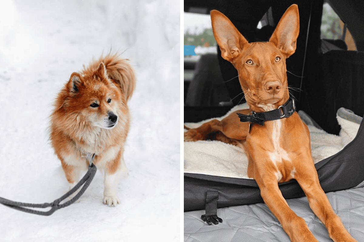 Is It Illegal to Leave Your Pet Chained Outside in Connecticut Here's What the Law Says