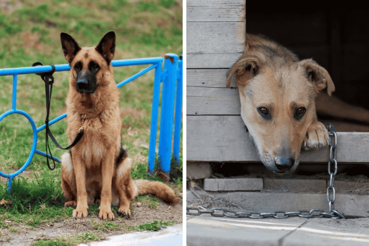 Is It Illegal to Leave Your Pet Chained Outside in Kentucky Here's What the Law Says