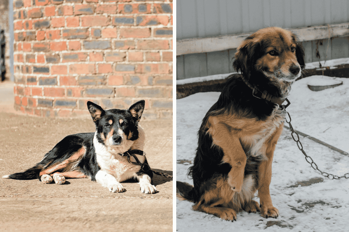 Is It Illegal to Leave Your Pet Chained Outside in Louisiana Here's What the Law Says