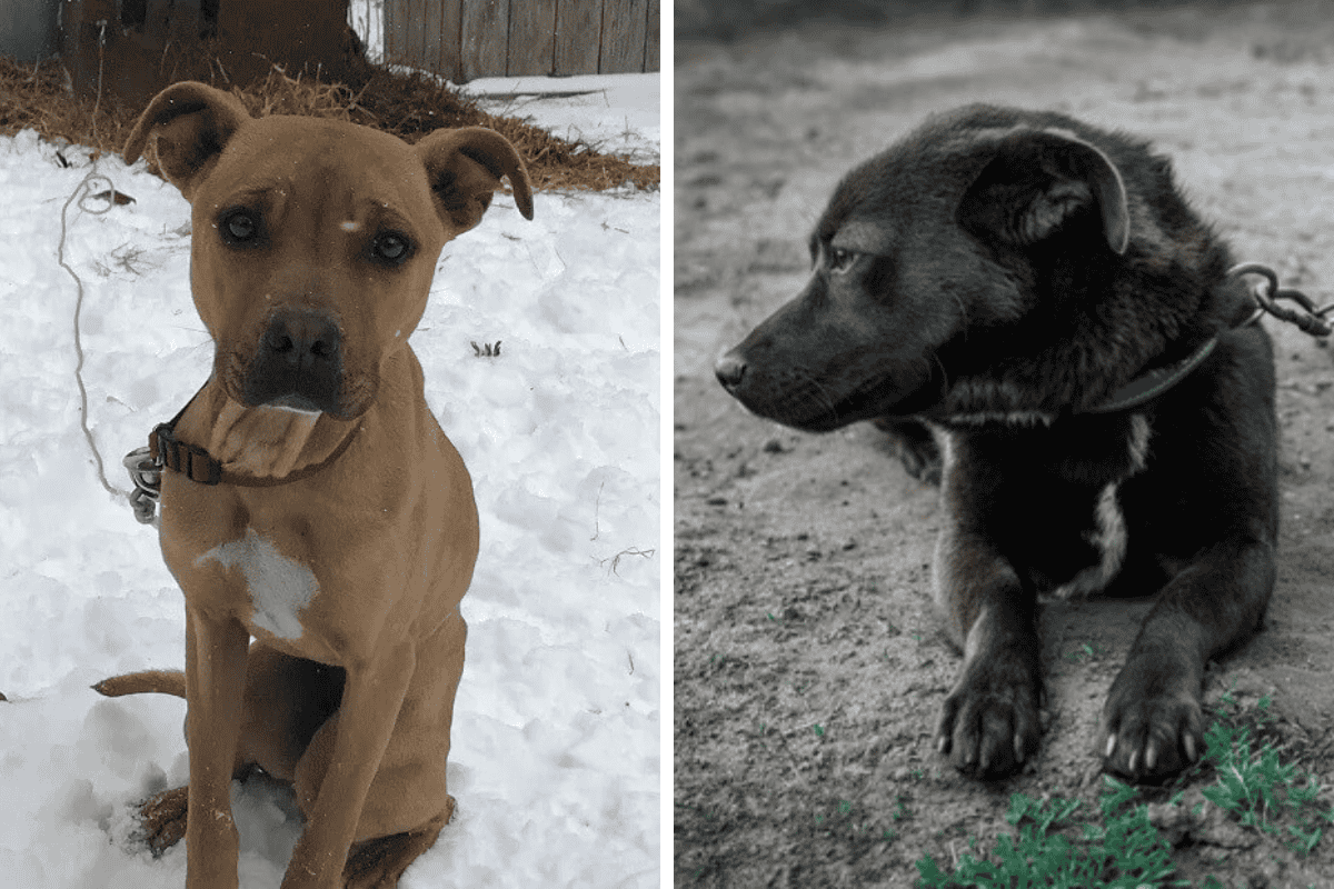 Is It Illegal to Leave Your Pet Chained Outside in Minnesota Here's What the Law Says